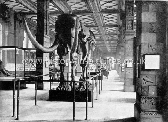 The Skeleton of a Great Mastodon, Natural History Museum, London. c.1890's.